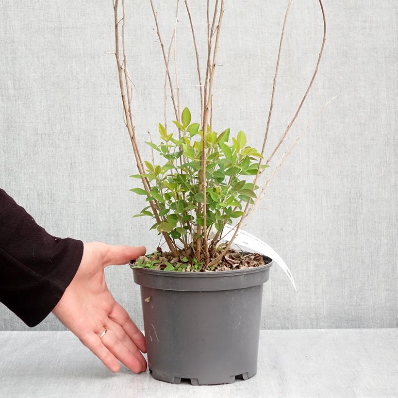 Lespedeza liukiuensis Little Volcano 3L/4L pot sample as delivered in autumn