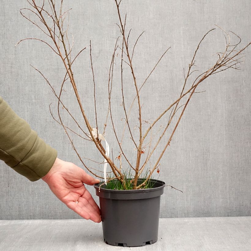 Lespedeza liukiuensis Little Volcano 3L/4L pot sample as delivered in winter