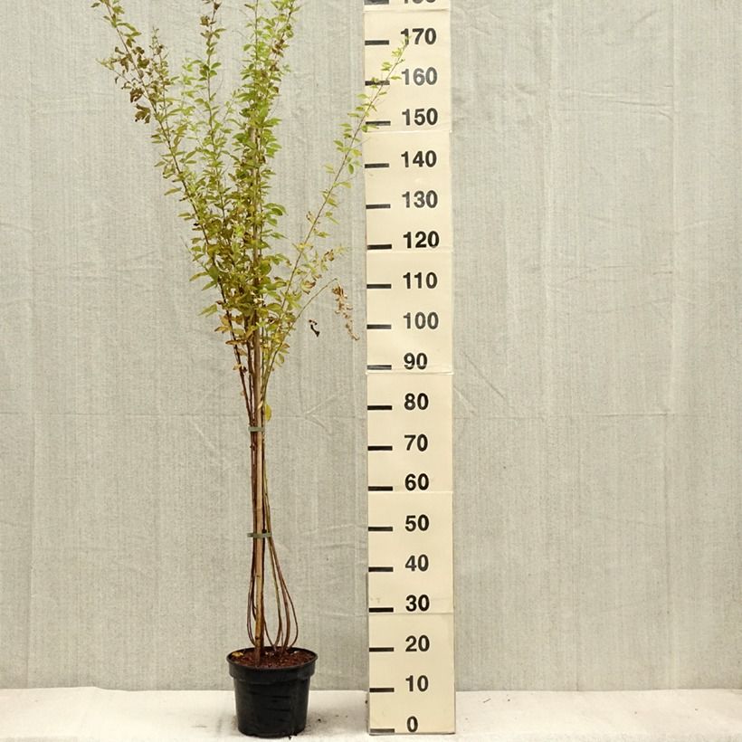 Lespedeza thunbergii Edo-Shibori 3L/4L pot sample as delivered in autumn