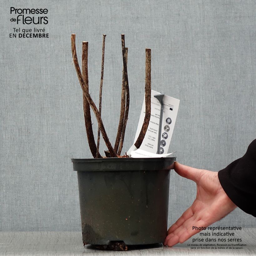 Lespedeza thunbergii Gibraltar 2L/3L pot sample as delivered in winter