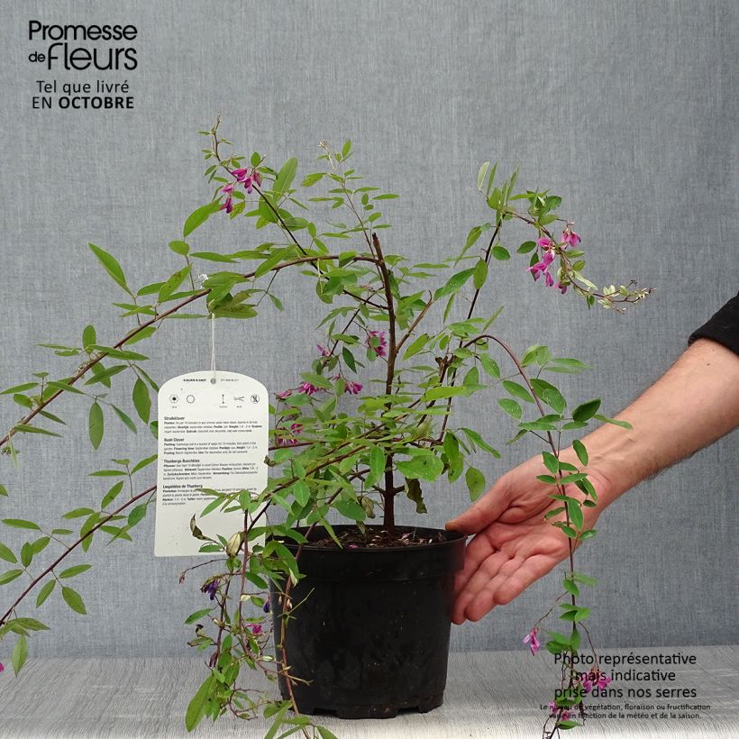 Lespedeza thunbergii 2L/3L pot sample as delivered in autumn