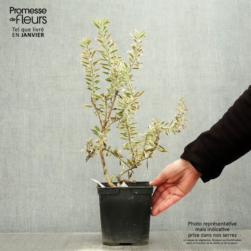 Leucadendron Safari Sunshine - Conebush 3L/4L pot sample as delivered in winter