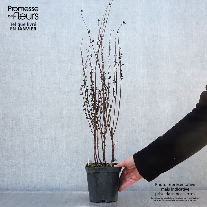 Leucanthemella serotina 2L/3L pot sample as delivered in winter