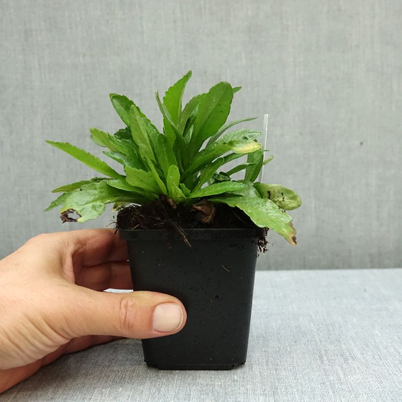 Leucanthemum superbum Snow Lady - Shasta Daisy 8/9 cm pot sample as delivered in autumn