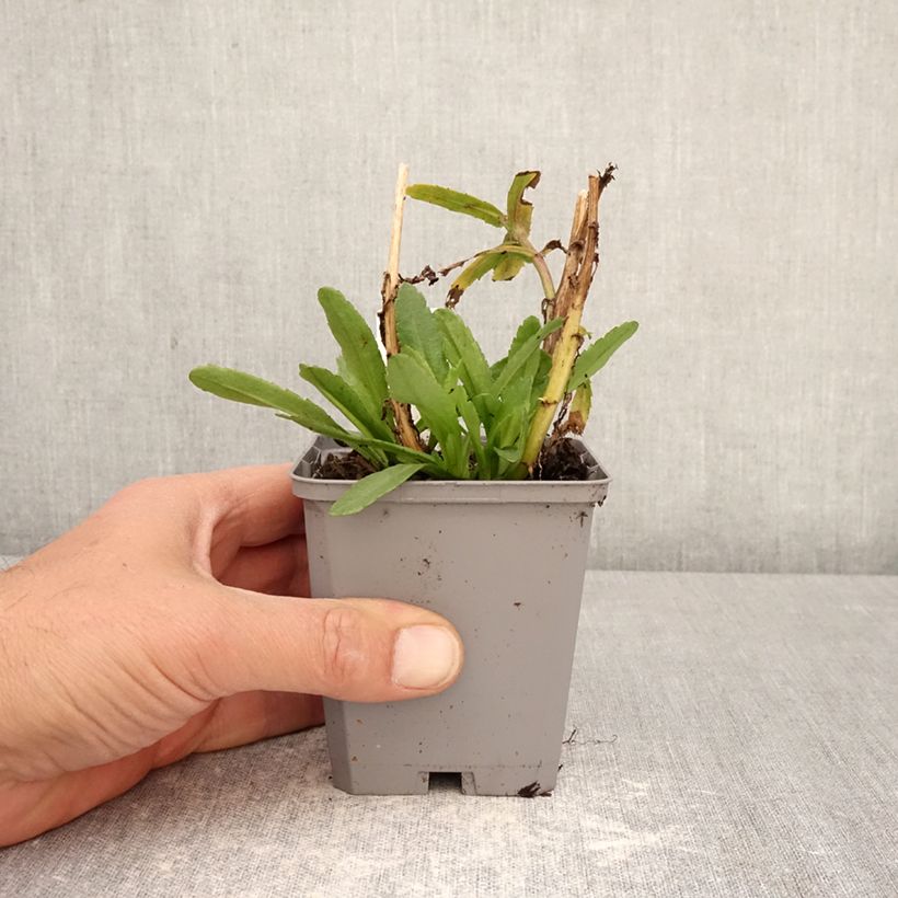 Leucanthemum superbum Snow Lady - Shasta Daisy 8/9 cm pot sample as delivered in spring