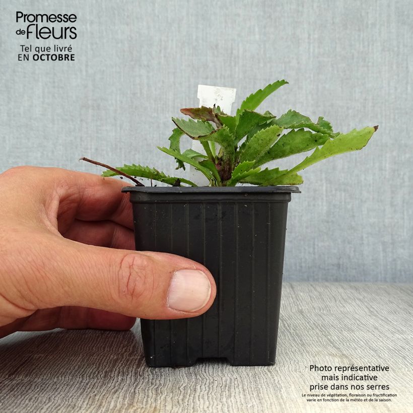 Leucanthemum superbum Victorian Secret - Shasta Daisy 8/9 cm pot sample as delivered in autumn