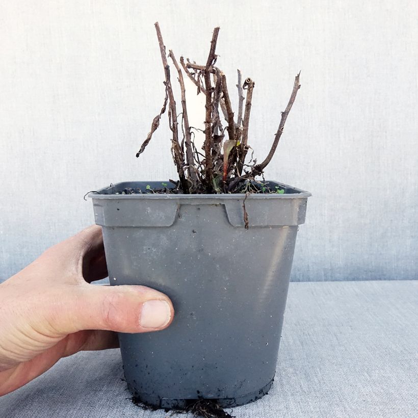 Leucanthemum superbum Victorian Secret - Shasta Daisy 2L/3L pot sample as delivered in spring