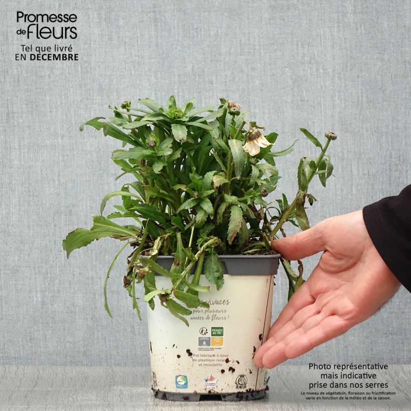 Leucanthemum vulgare 2L/3L pot sample as delivered in autumn