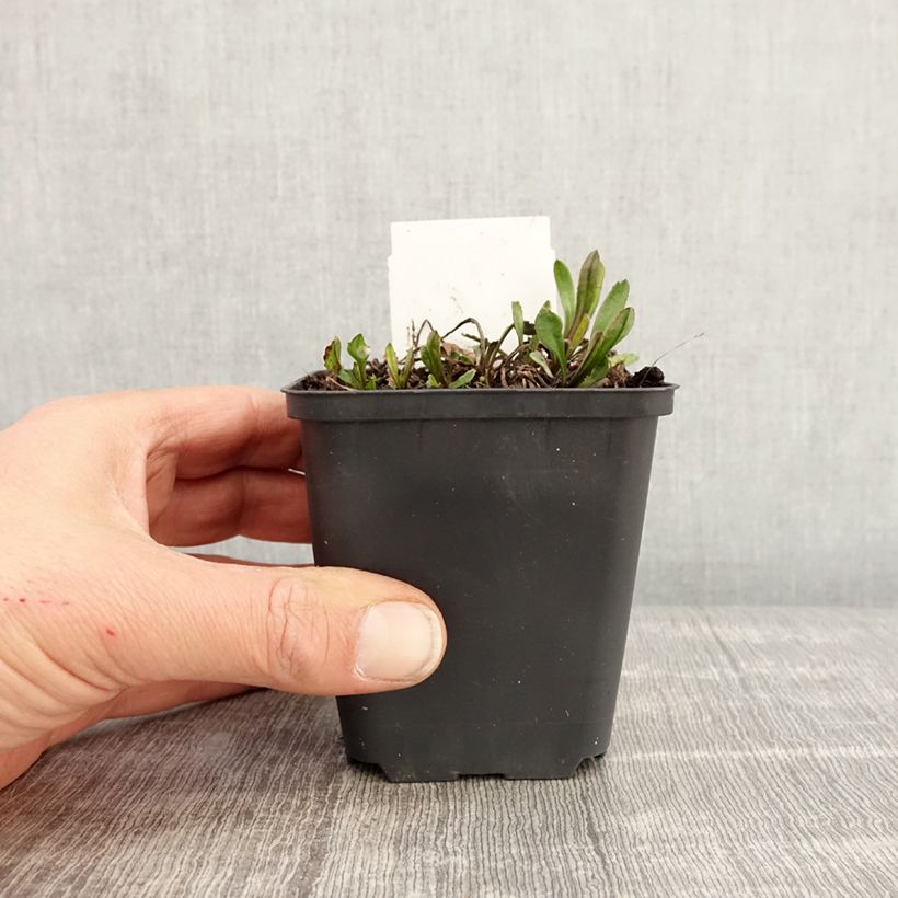 Leucanthemum superbum Brightside - Shasta Daisy 8/9 cm pot sample as delivered in spring