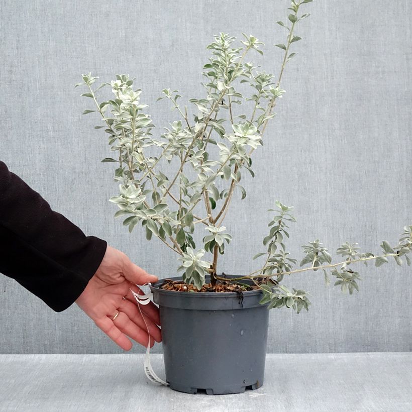 Leucophyllum frutescens 3L/4L pot sample as delivered in autumn
