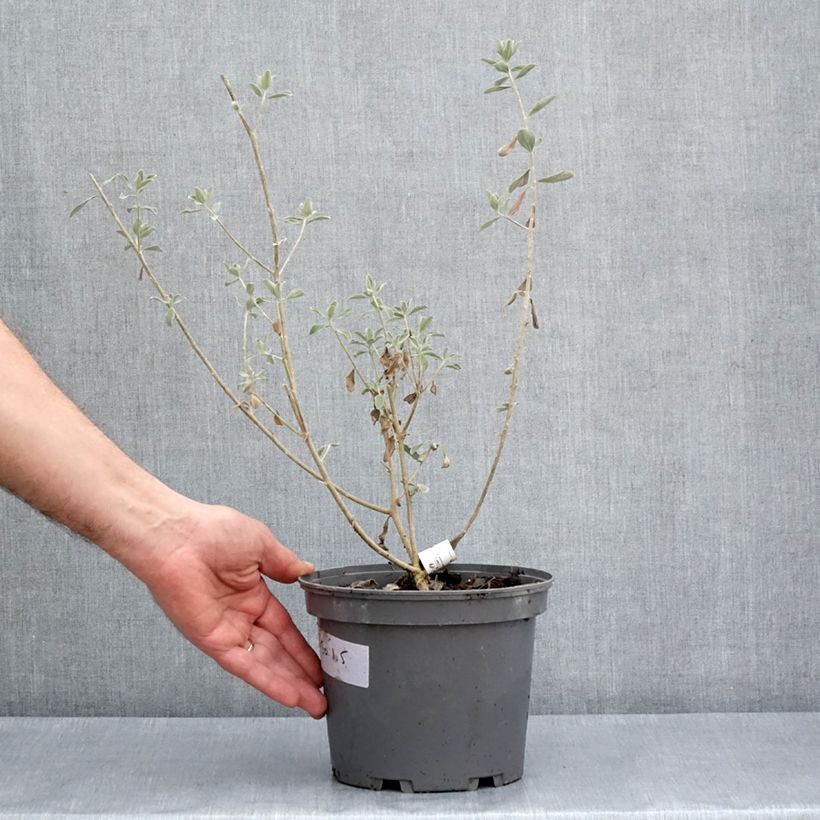 Leucophyllum frutescens 3L/4L pot sample as delivered in spring