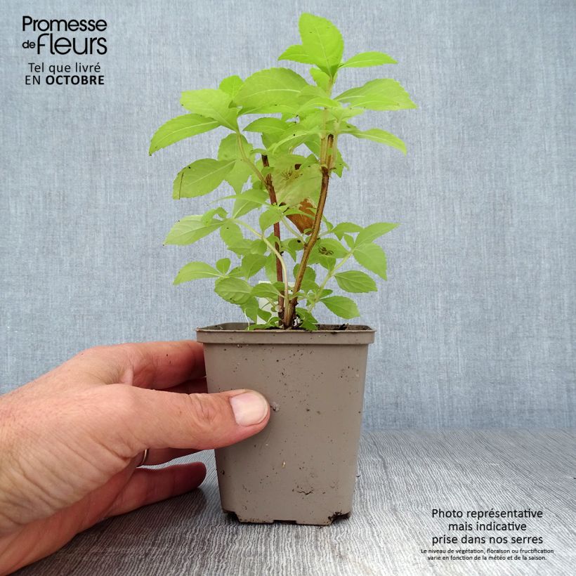 Leucosceptrum japonicum Golden Angel 8/9 cm pot sample as delivered in autumn