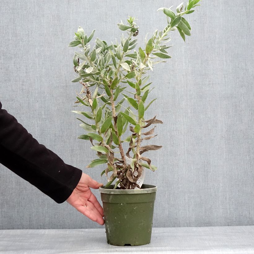 Leucospermum cordifolium Copper Carnival 2L/3L pot sample as delivered in winter