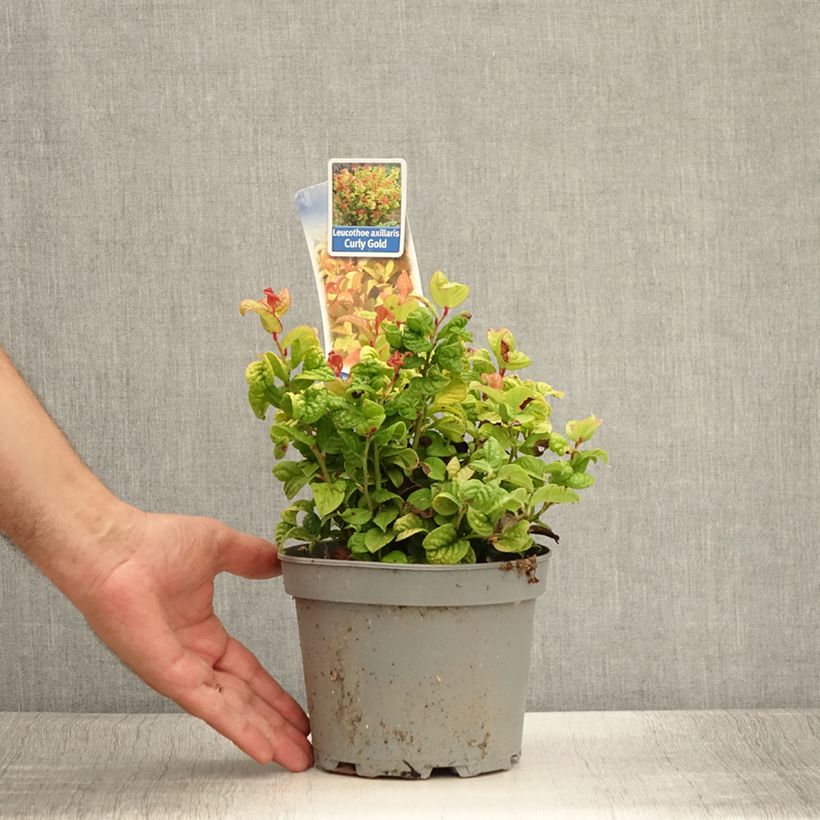 Leucothoe axillaris Curly Gold 2L/3L pot sample as delivered in summer