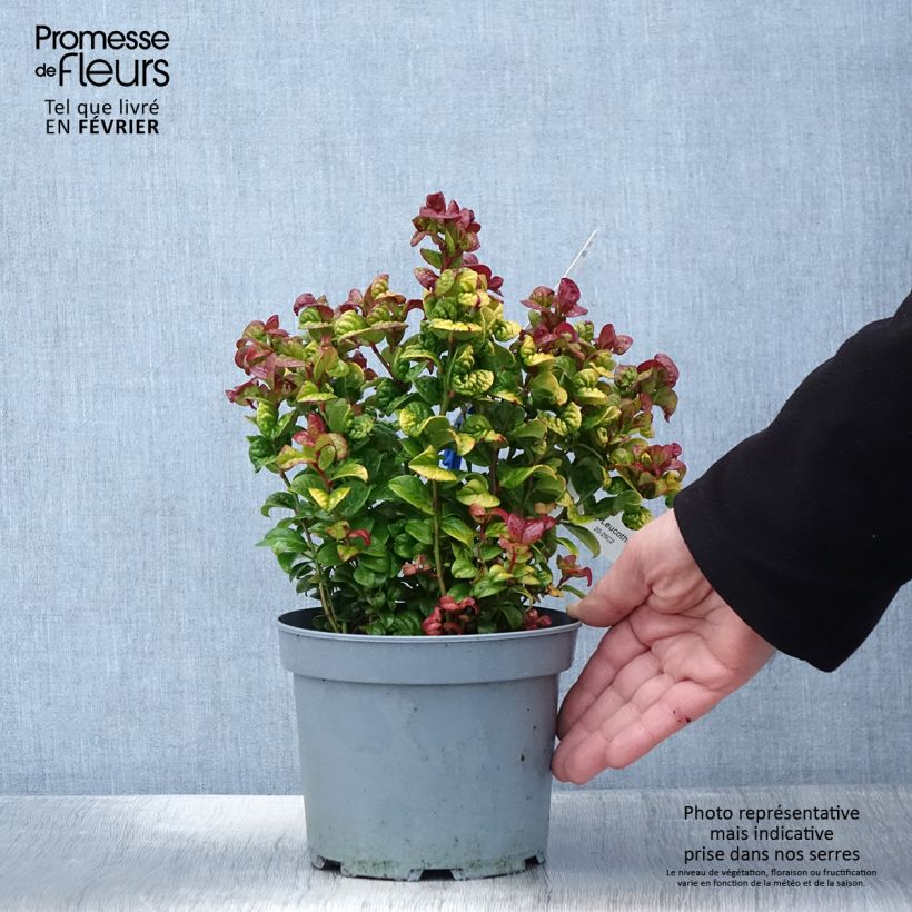 Leucothoe axillaris Curly Gold 2L/3L pot sample as delivered in winter