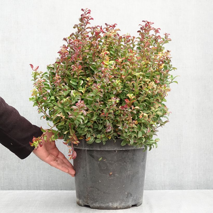 Leucothoe axillaris Twisting Red - Dog hobble 7.5L/10L pot sample as delivered in autumn
