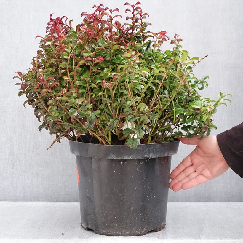 Leucothoe axillaris Twisting Red - Dog hobble 7.5L/10L pot sample as delivered in winter