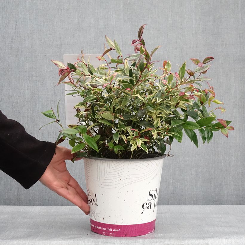 Leucothoe fontanesiana Color Diamond 4L/5L pot sample as delivered in winter