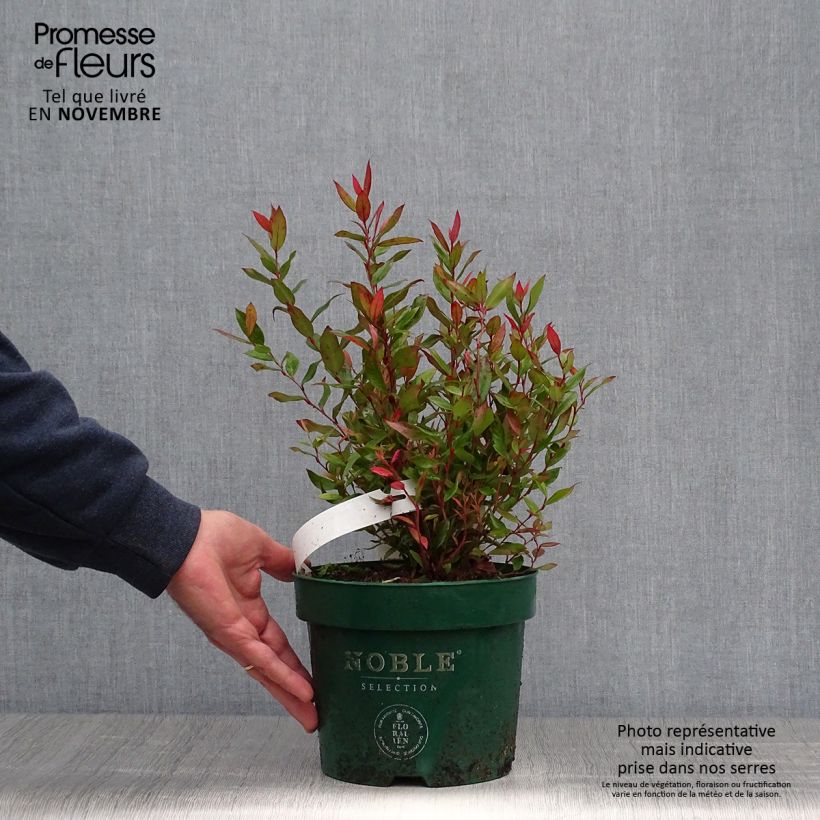 Leucothoe fontanesiana Little Flames 2L/3L pot sample as delivered in autumn