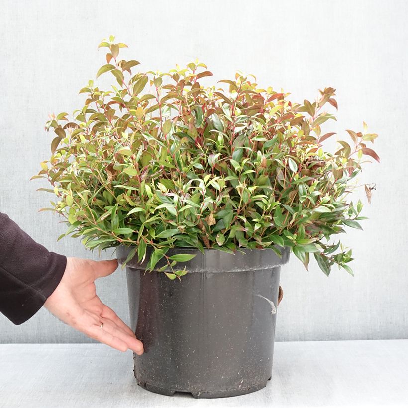 Leucothoe fontanesiana Little Flames 7.5L/10L pot sample as delivered in spring