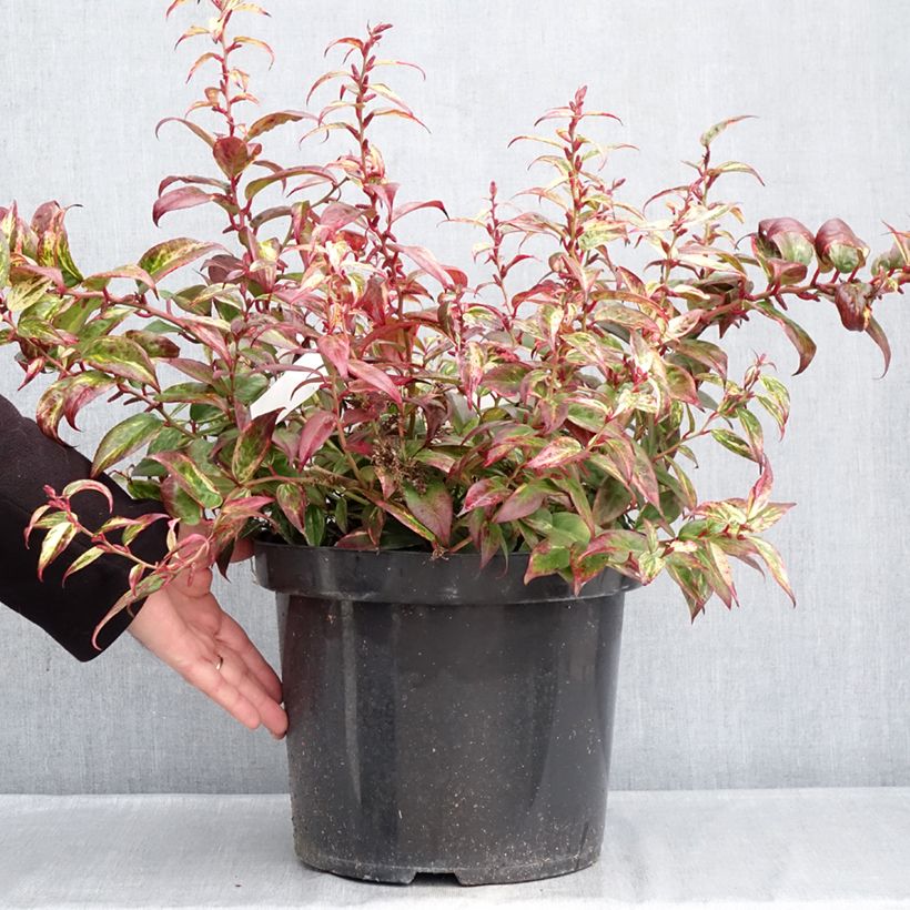Leucothoe fontanesiana Makijaz 7.5L/10L pot sample as delivered in winter