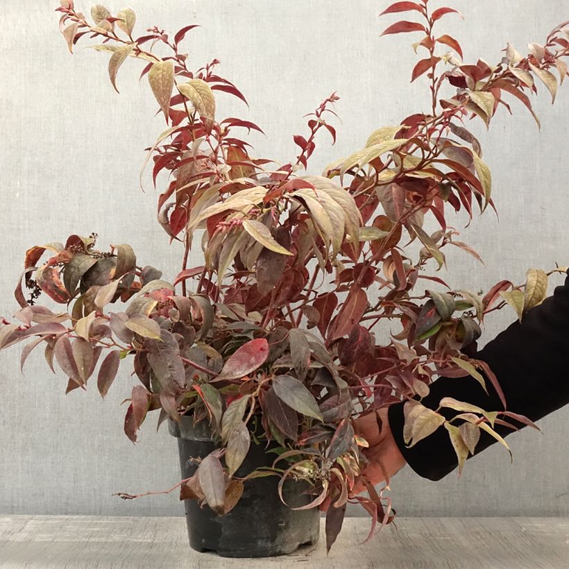 Leucothoe fontanesiana Rainbow 7.5L/10L pot sample as delivered in autumn