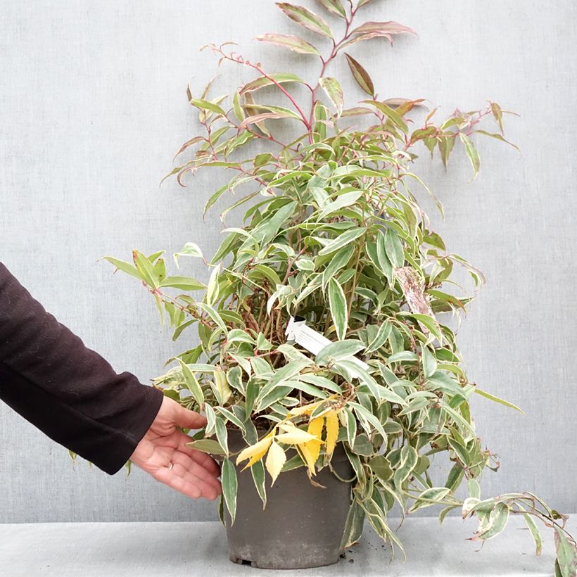 Leucothoe fontanesiana Whitewater 4L/5L pot sample as delivered in autumn