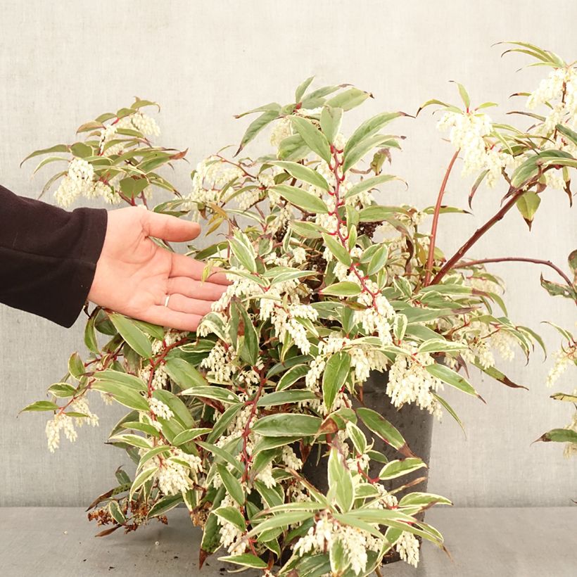 Leucothoe fontanesiana Whitewater 4L/5L pot sample as delivered in spring