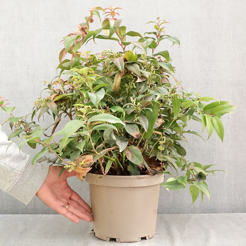 Leucothoe fontanesiana Dark Diamond 4L/5L pot sample as delivered in autumn