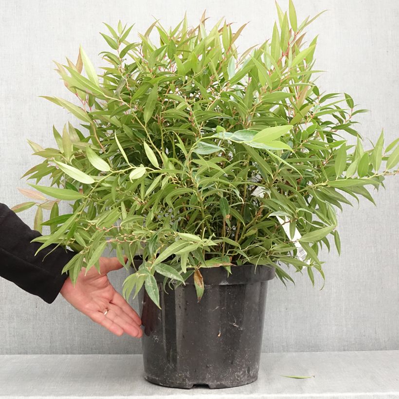 Leucothoe keiskei Burning Love 7.5L/10L pot sample as delivered in autumn