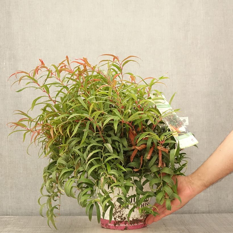 Leucothoe keiskei Halloween 4L/5L pot sample as delivered in summer