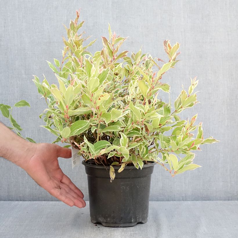 Leucothoe Firestar 2L/3L pot sample as delivered in summer