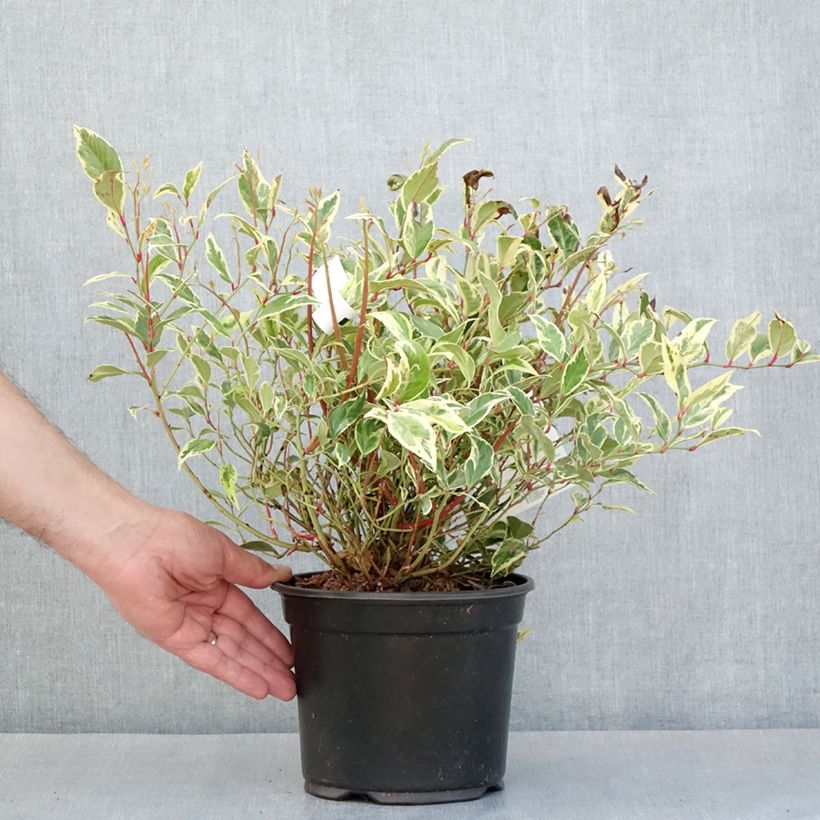 Leucothoe Firestar 2L/3L pot sample as delivered in spring