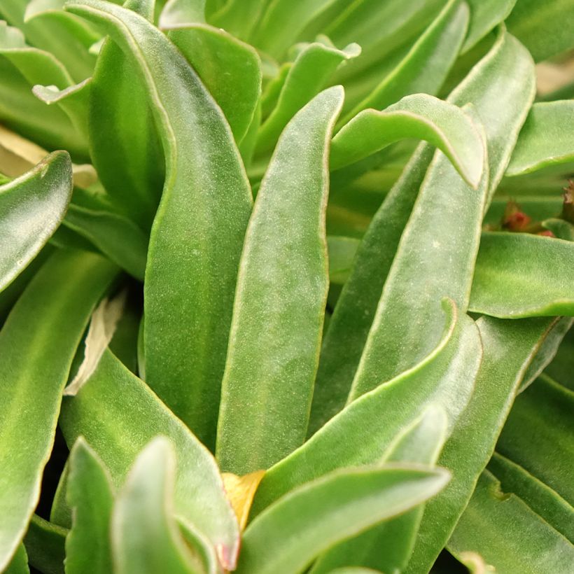 Lewisia Little Peach - Siskiyou Lewisia (Foliage)