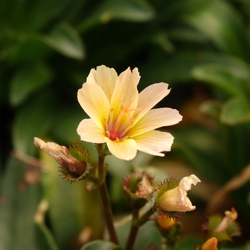 Lewisia Little Peach - Siskiyou Lewisia (Flowering)