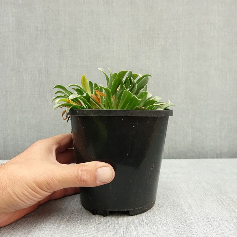 Lewisia Little Peach - Siskiyou Lewisia 1.5L/2L pot sample as delivered in summer