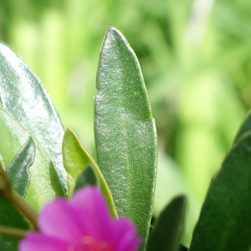 Lewisia Little Raspberry - Siskiyou lewisia (Foliage)