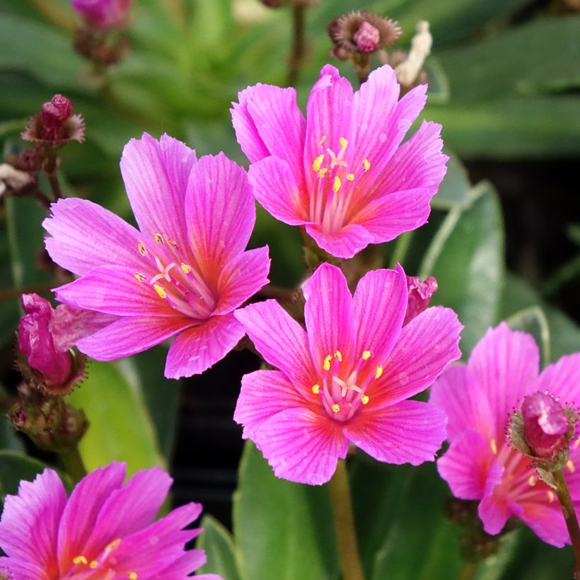 Lewisia Little Raspberry - Siskiyou lewisia (Flowering)