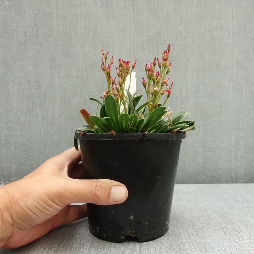 Lewisia Little Raspberry - Siskiyou lewisia 1.5L/2L pot sample as delivered in summer