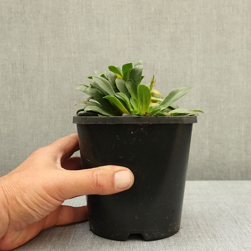 Lewisia Little Raspberry - Siskiyou lewisia 1.5L/2L pot sample as delivered in spring