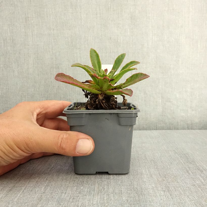 Lewisia cotyledon Safira Tropic Pink - Siskiyou Lewisia 8/9 cm pot sample as delivered in summer