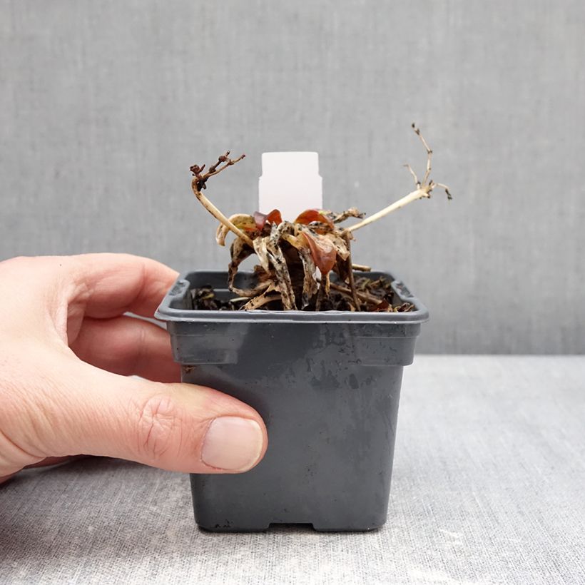 Lewisia cotyledon Safira Tropic Pink - Siskiyou Lewisia 8/9 cm pot sample as delivered in winter
