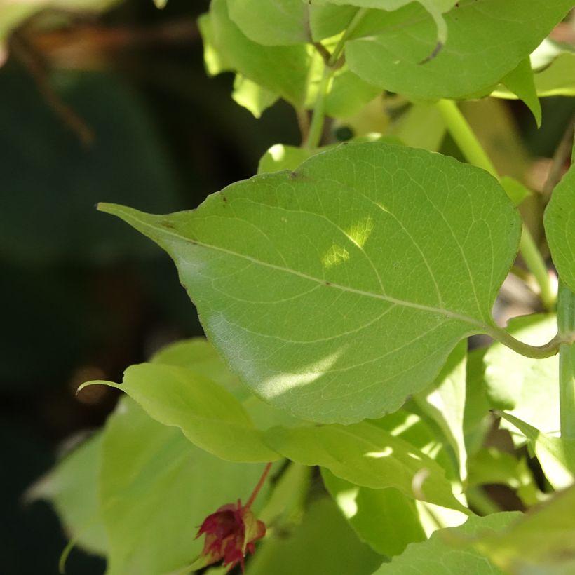 Leycesteria formosa Little Lanterns (Foliage)
