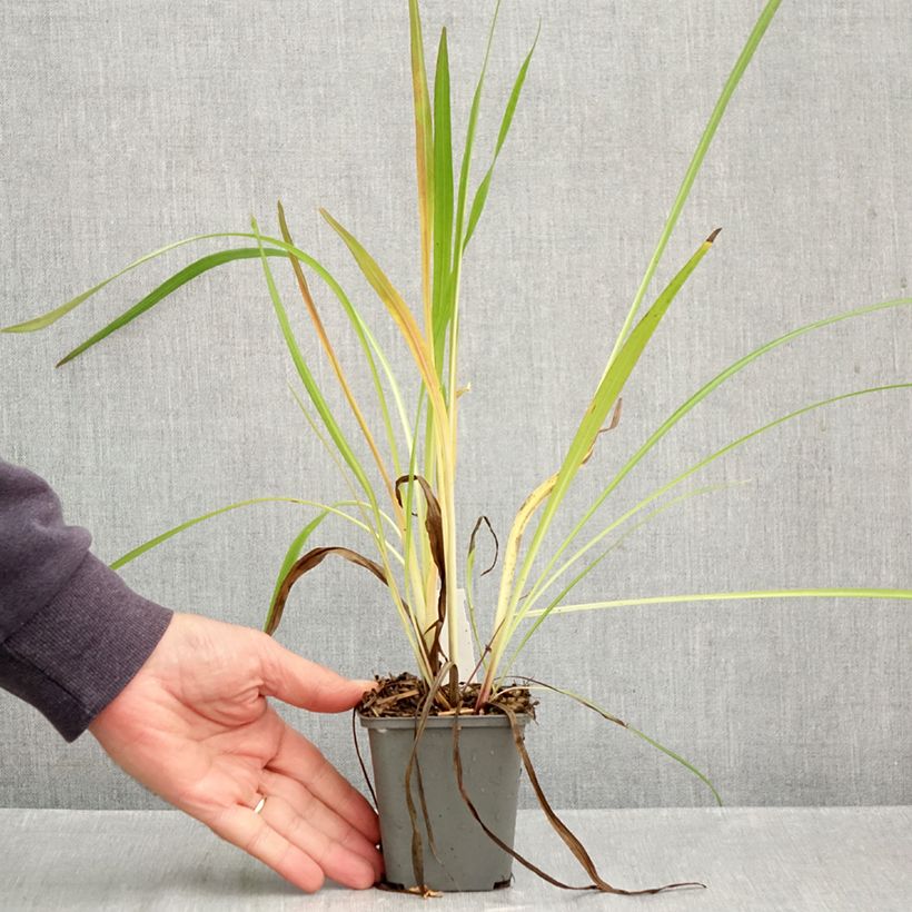 Liatris pycnostachya 8/9 cm pot sample as delivered in autumn