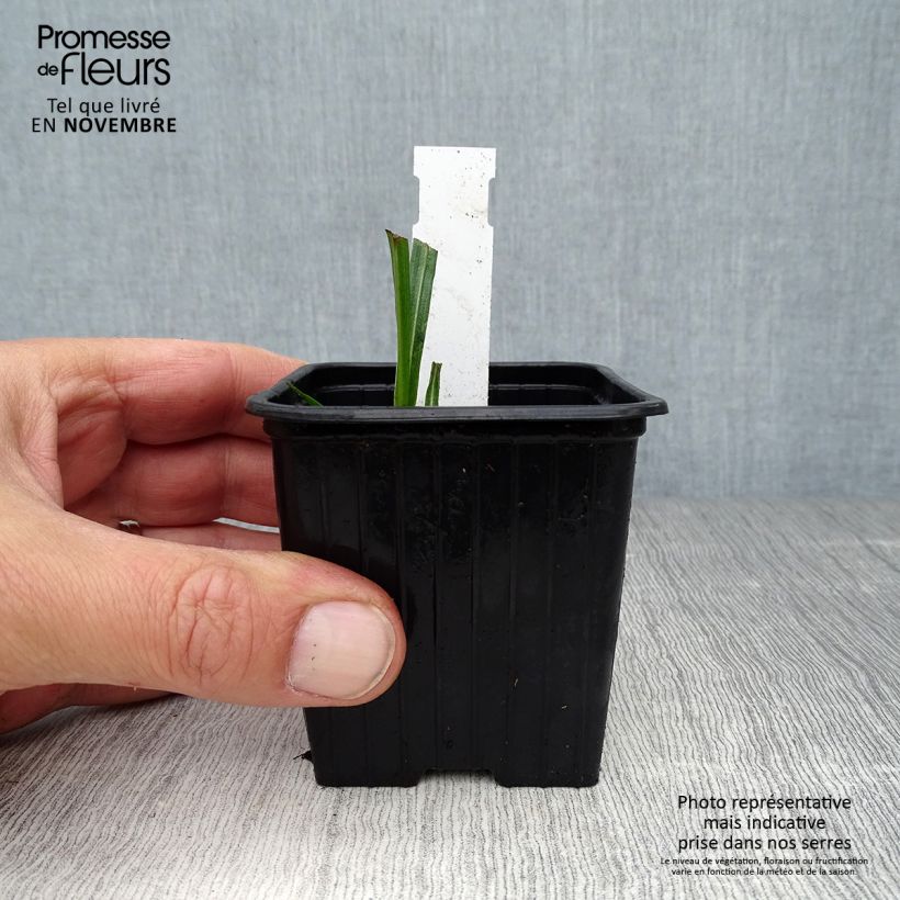 Liatris spicata 8/9 cm pot sample as delivered in autumn