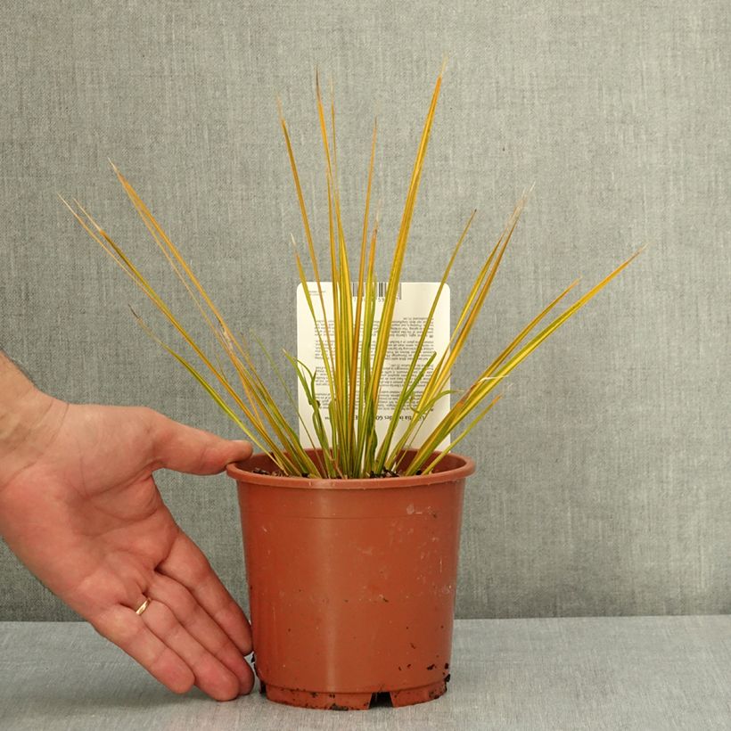 Libertia ixioides Goldfinger 1L/1.5L pot sample as delivered in summer