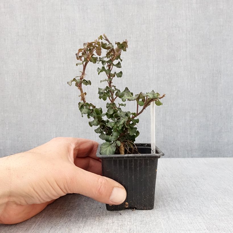 Hedera helix Conglomerata - Common ivy 8/9 cm pot sample as delivered in spring