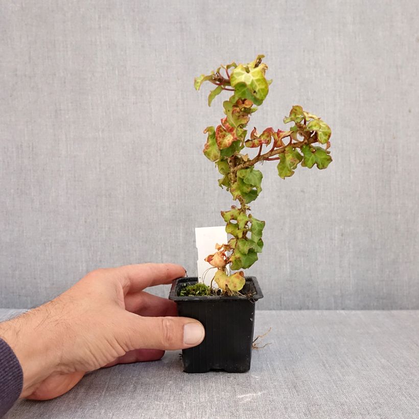 Hedera helix Conglomerata - Common ivy 8/9 cm pot sample as delivered in autumn