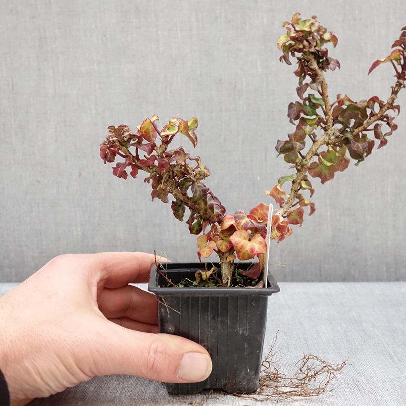 Hedera helix Conglomerata - Common ivy 8/9 cm pot sample as delivered in winter