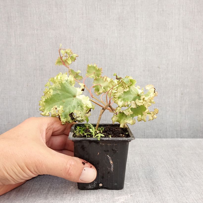 Hedera helix Clotted Cream - Common ivy 8/9 cm pot sample as delivered in autumn